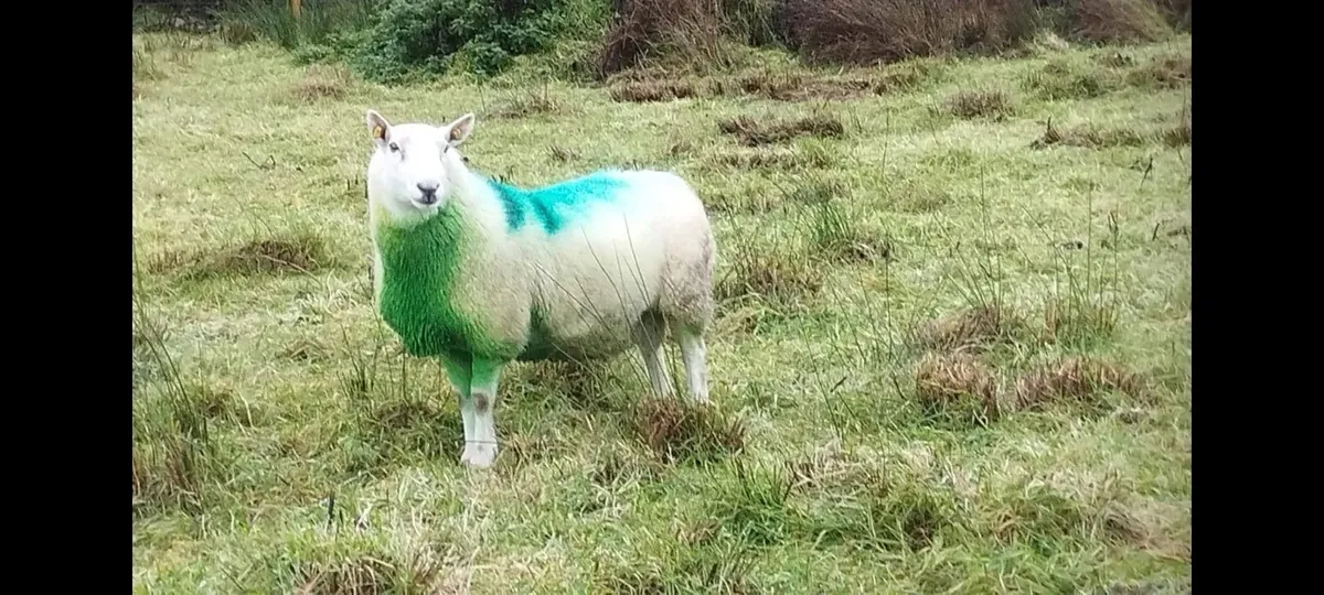 North Country Cheviot Ram - Image 3