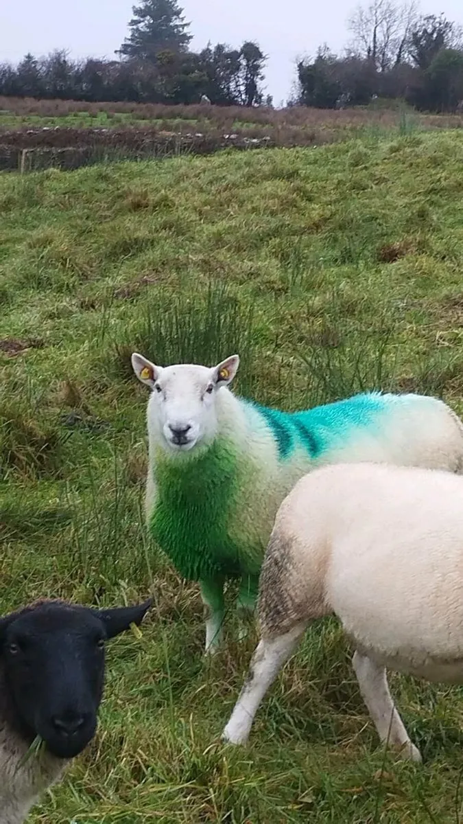North Country Cheviot Ram - Image 4