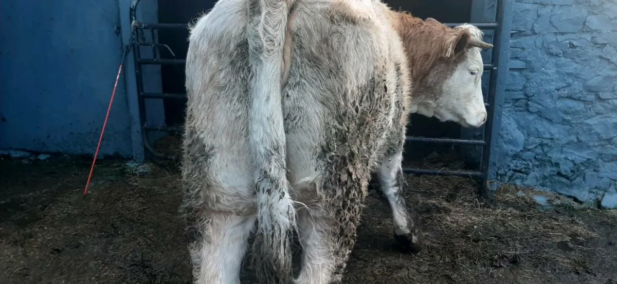 2 in-calf heifers - Image 3