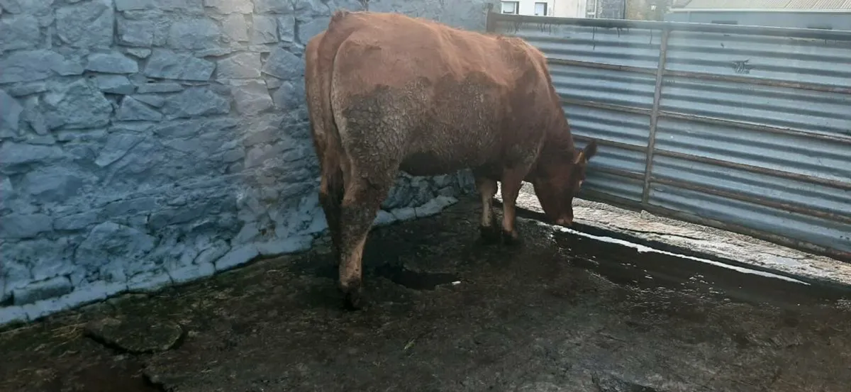 2 in-calf heifers - Image 4