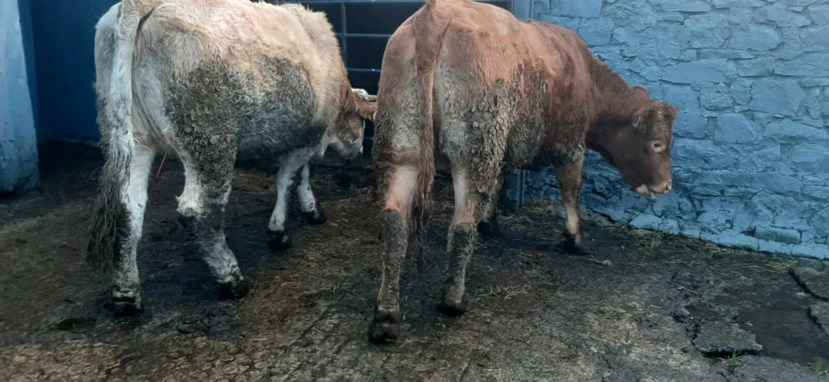 2 in-calf heifers - Image 1