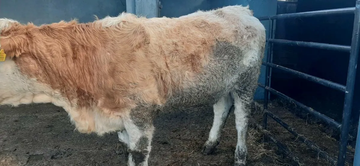 2 in-calf heifers - Image 2