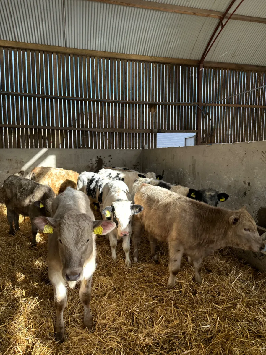 Charolais and blue bulls - Image 2