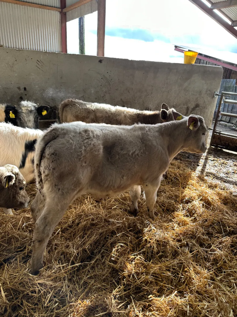 Charolais and blue bulls - Image 4