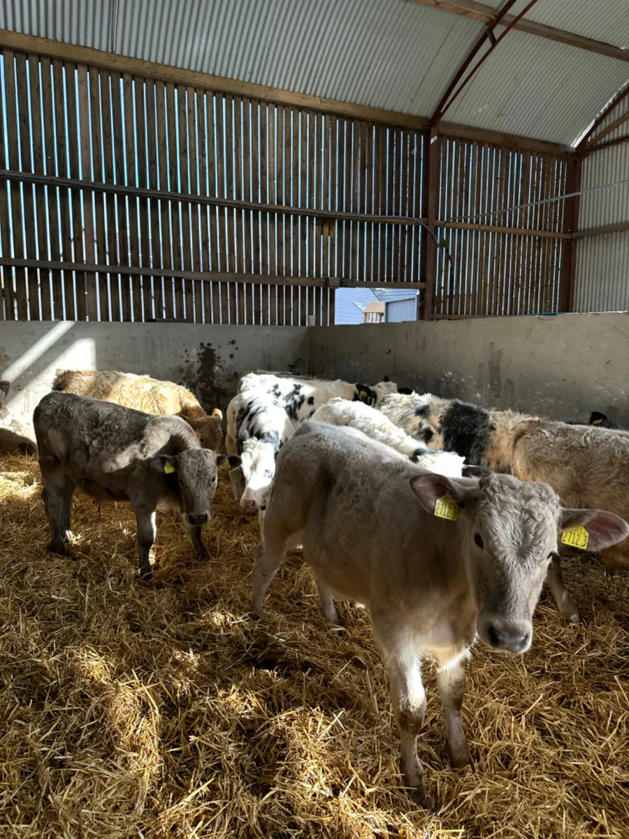 Charolais and blue bulls - Image 3