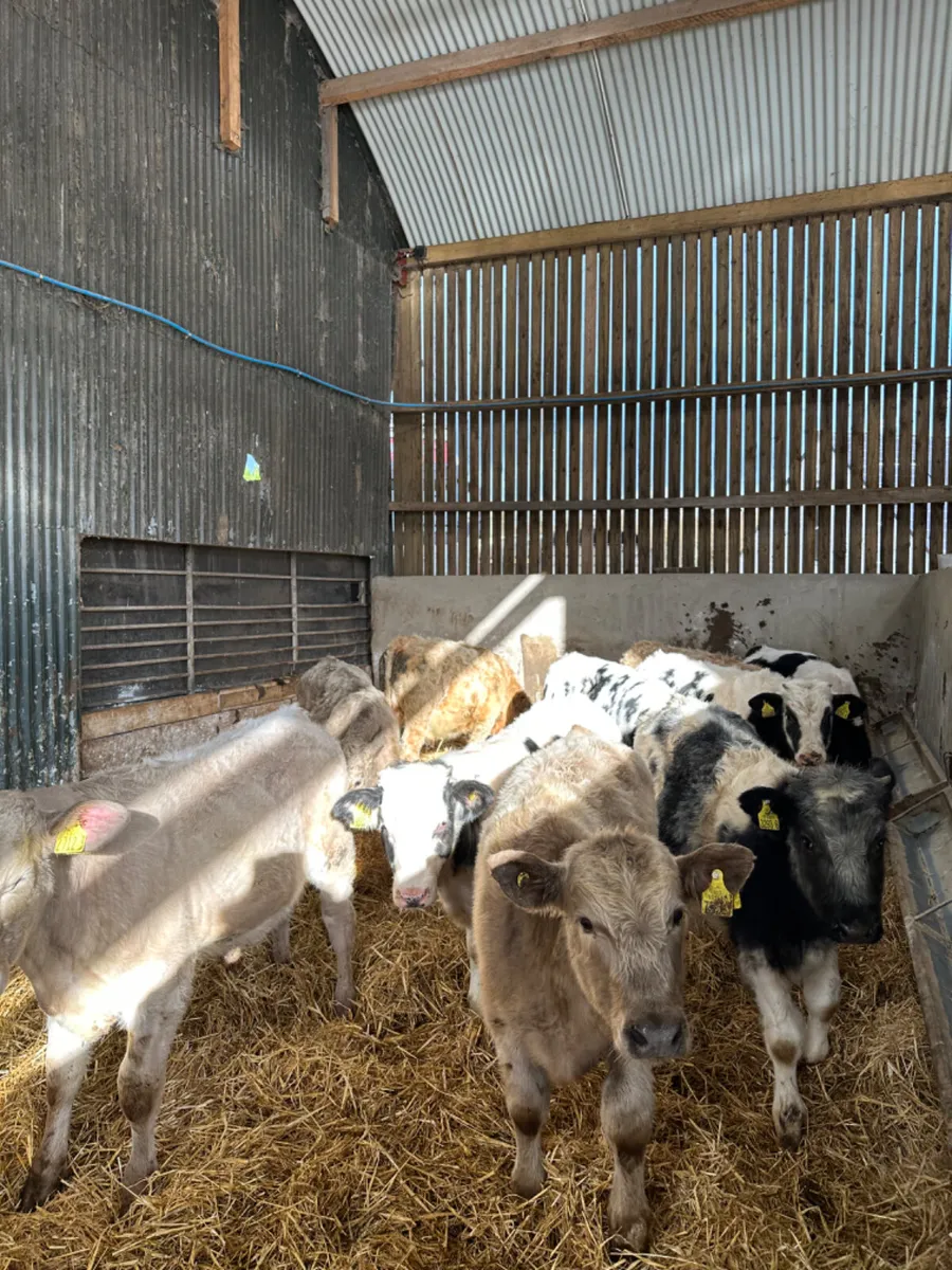 Charolais and blue bulls - Image 1