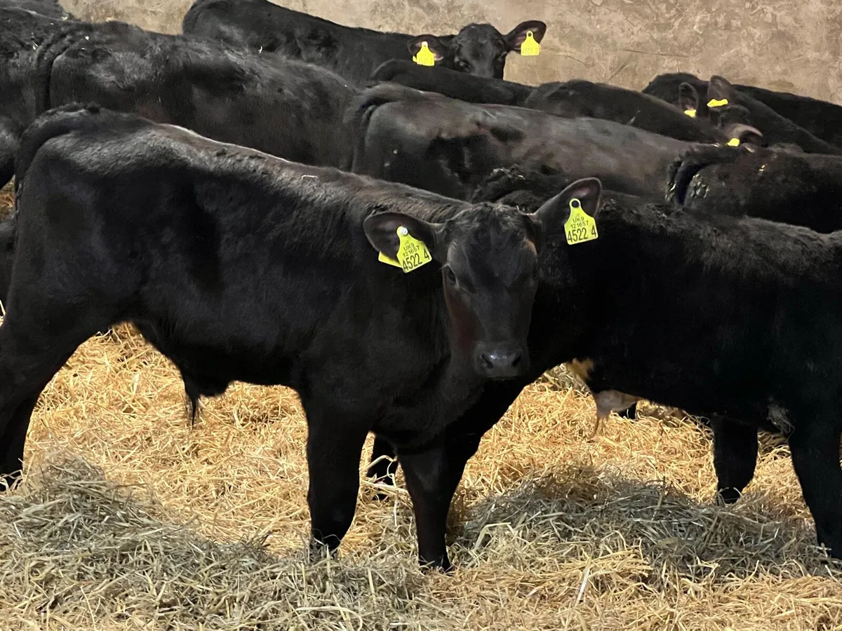 Aberdeen Angus Bulls - Image 1