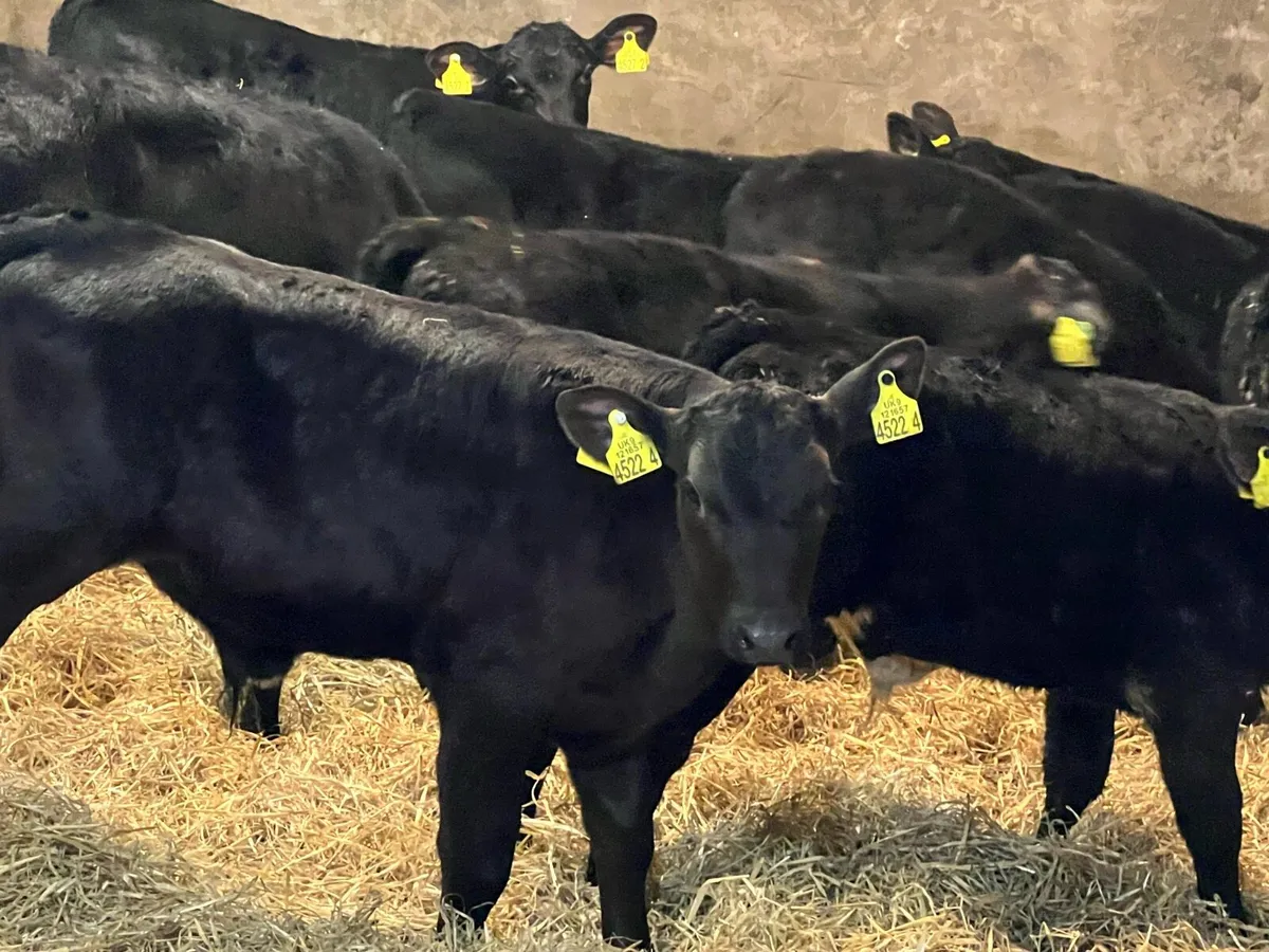 Aberdeen Angus Bulls - Image 2