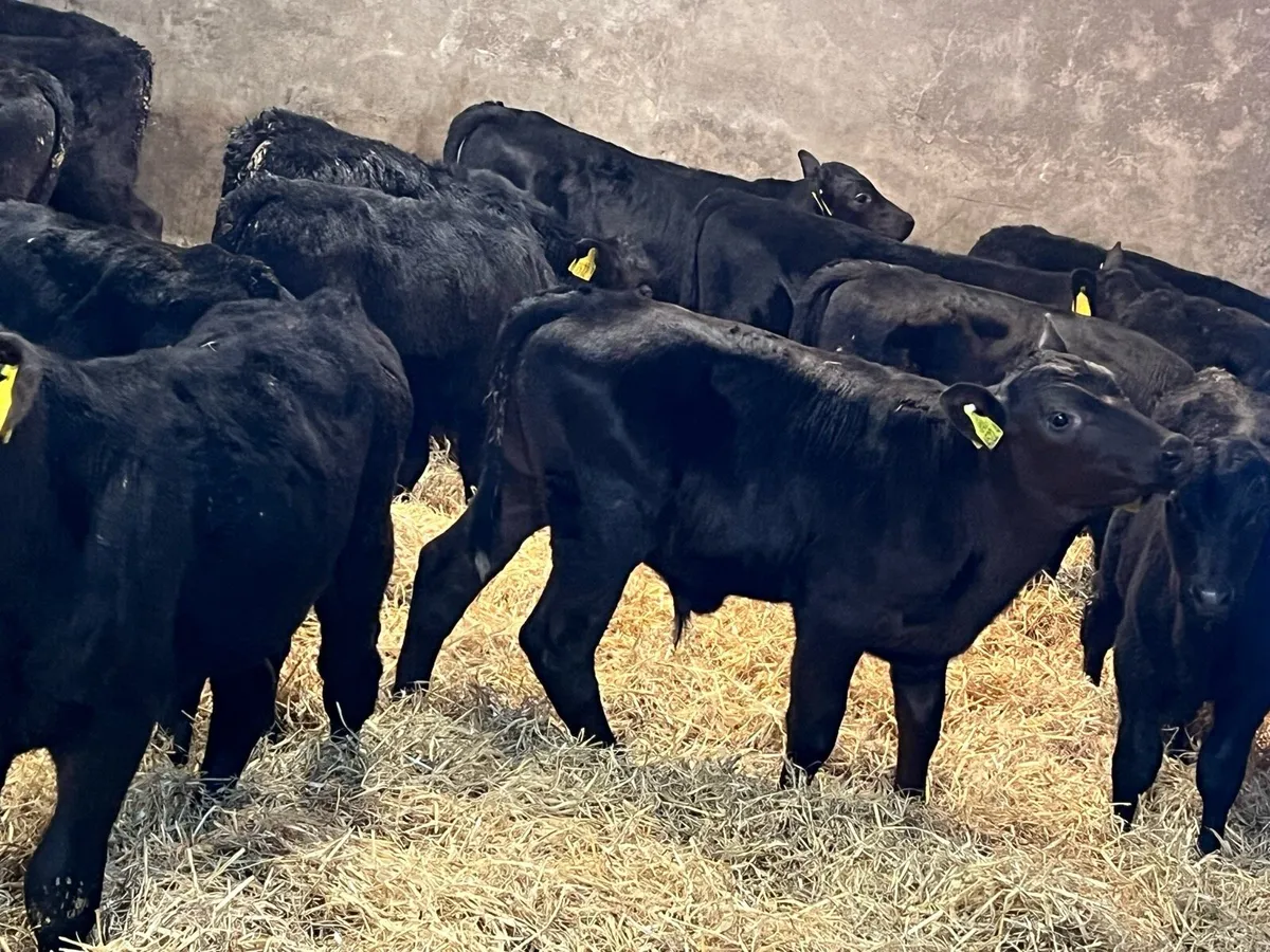 Aberdeen Angus Bulls - Image 3