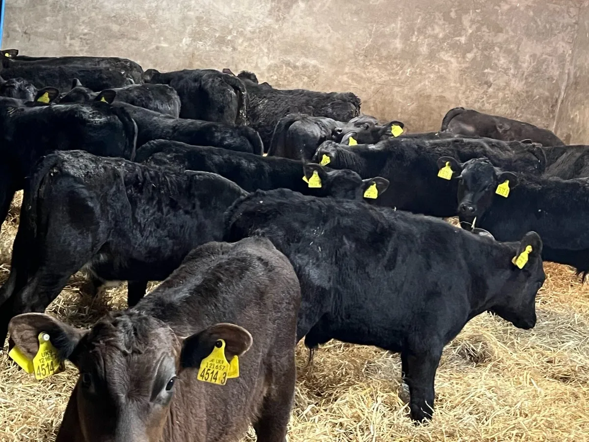 Aberdeen Angus Bulls - Image 4