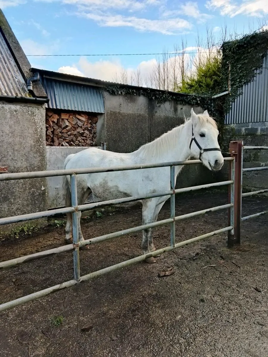 Connemara Pony - Image 1