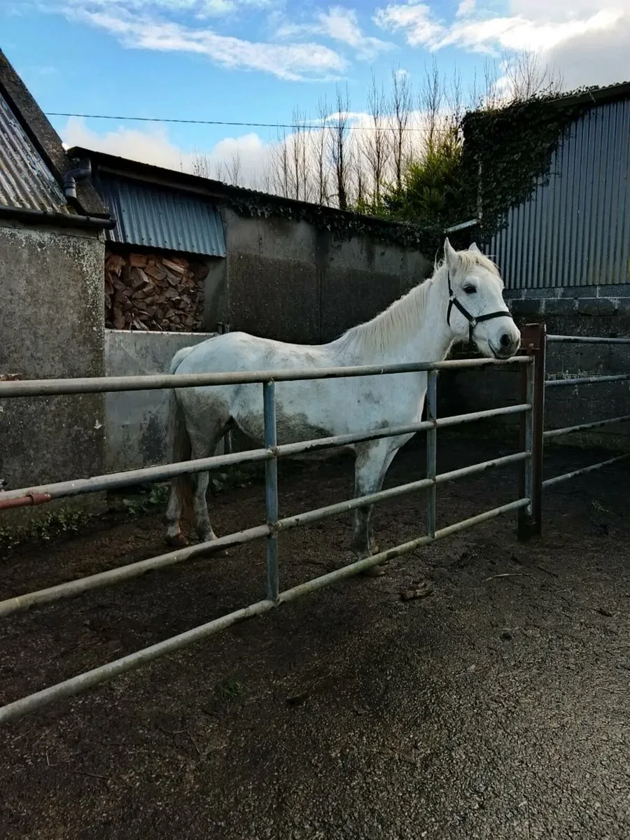 Connemara Pony - Image 2