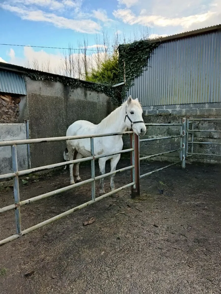 Connemara Pony - Image 3
