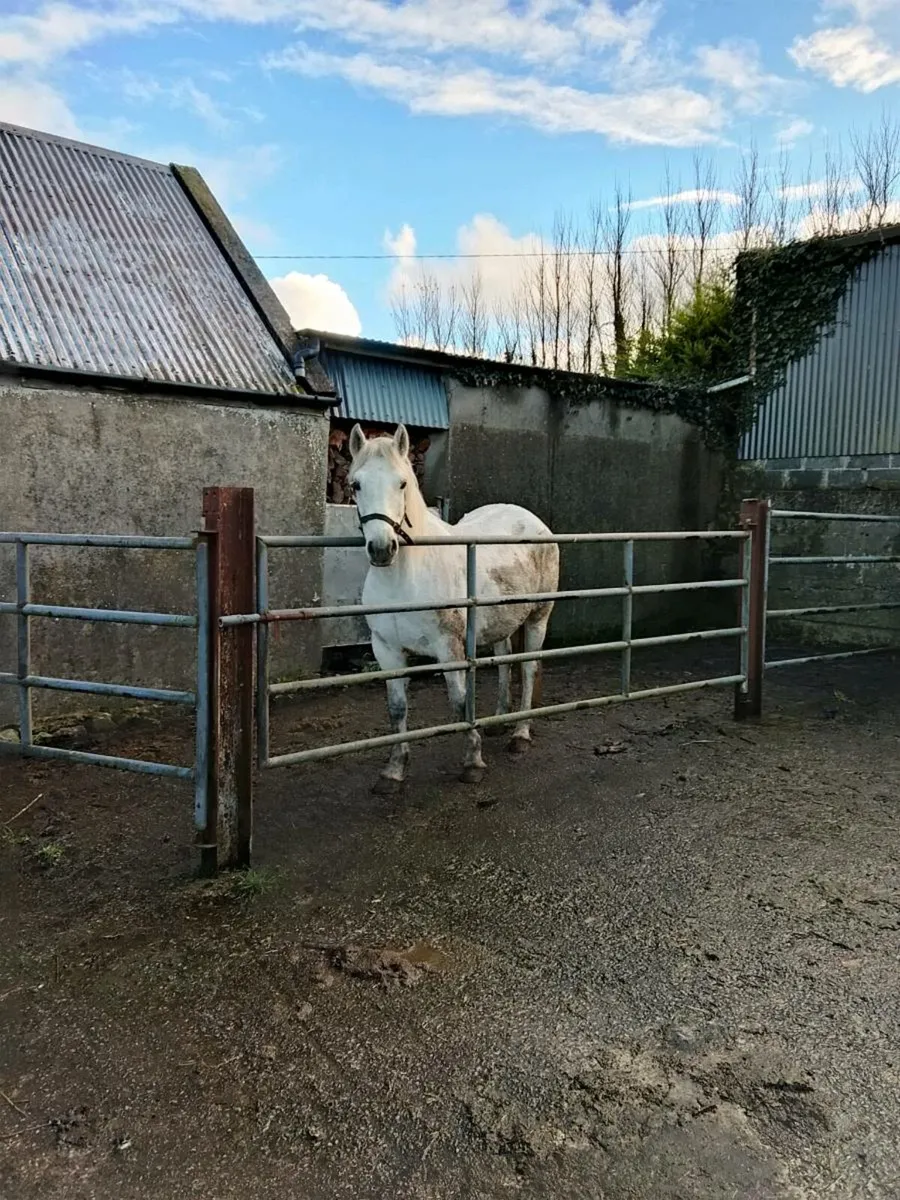 Connemara Pony - Image 4