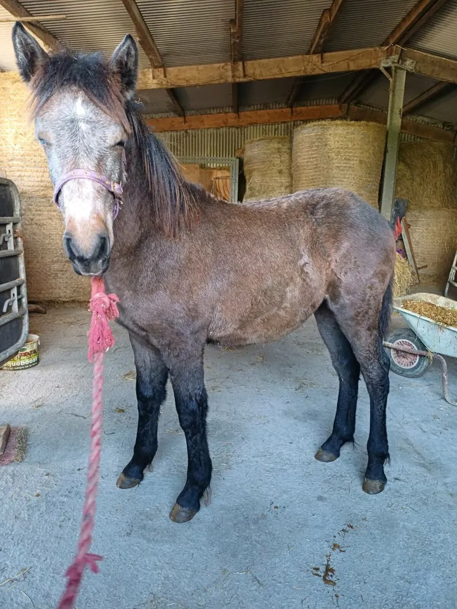Connemara pony - Image 1