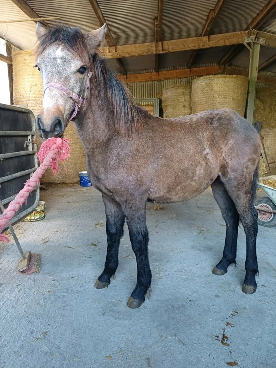 Connemara pony - Image 2