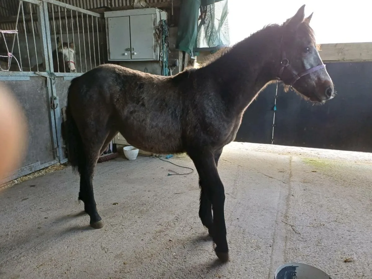 Connemara pony - Image 3
