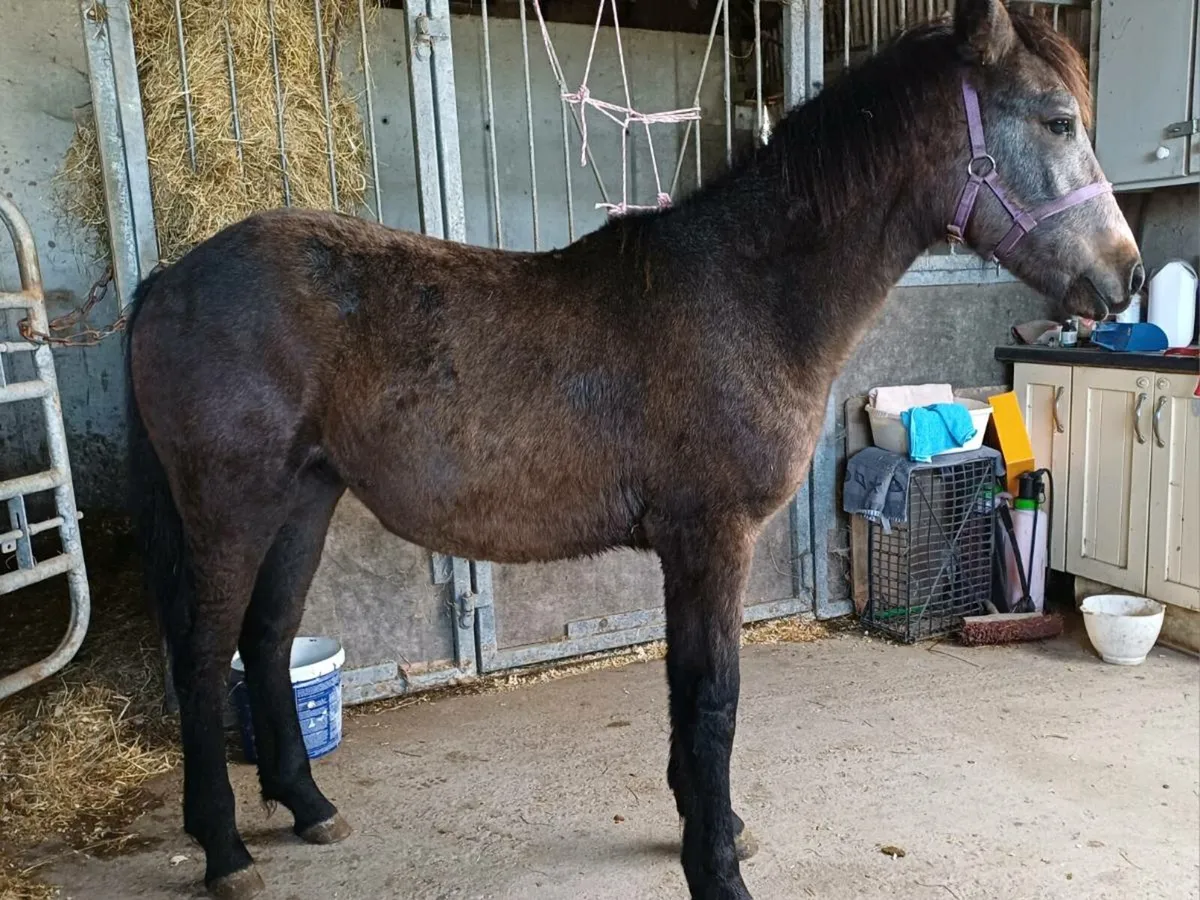 Connemara pony - Image 4