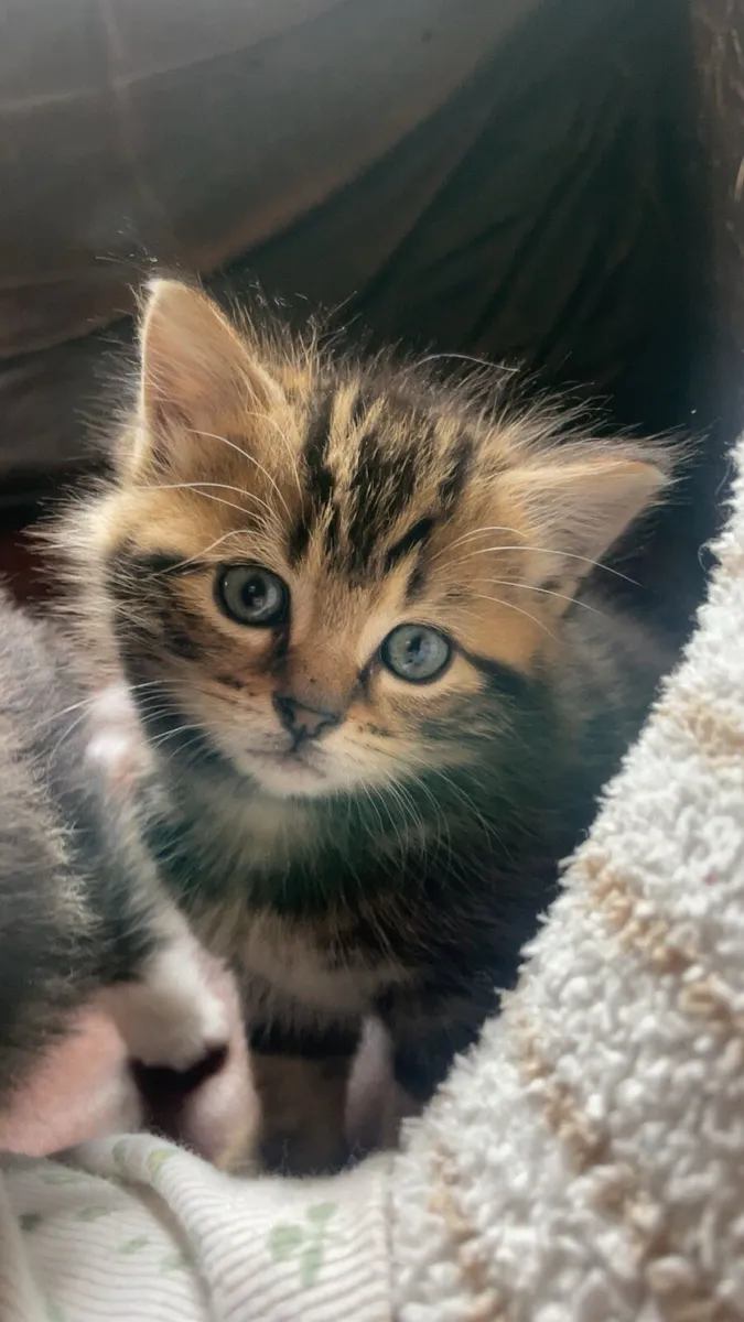 Siberian/Tabby kitten - Image 1