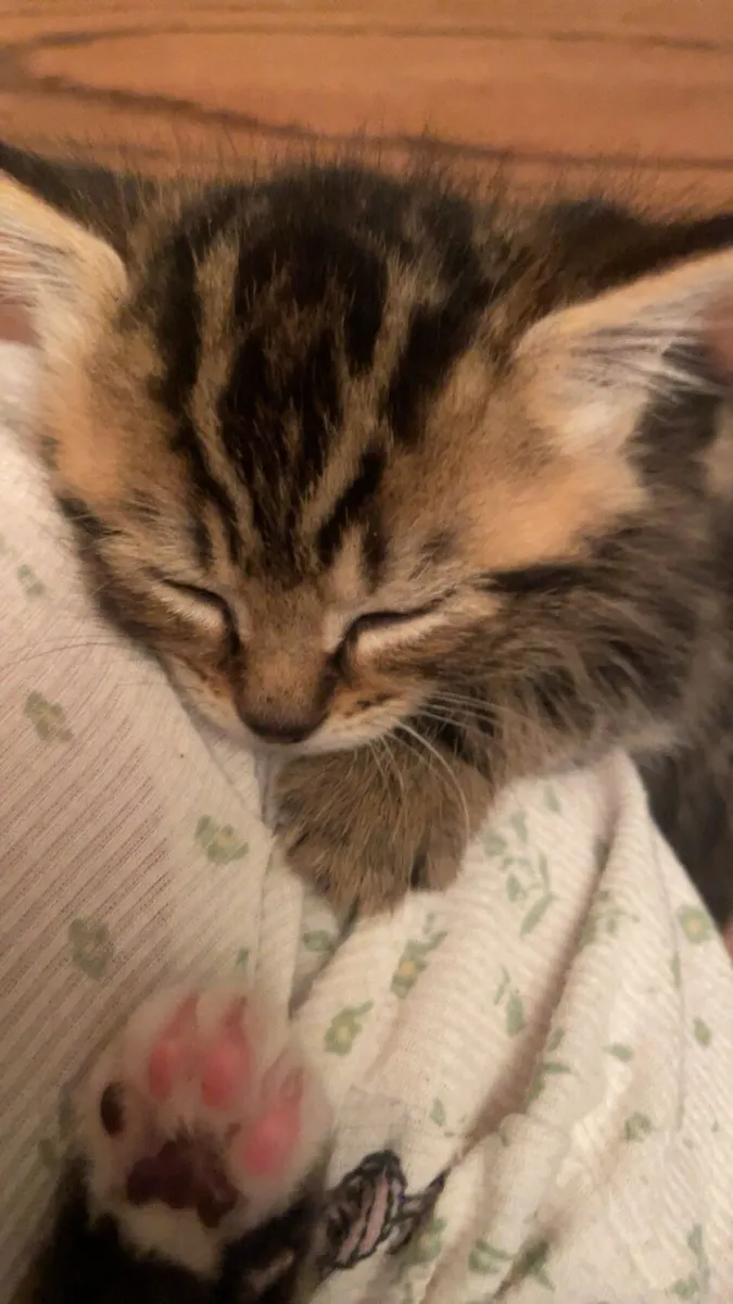 Siberian/Tabby kitten - Image 2