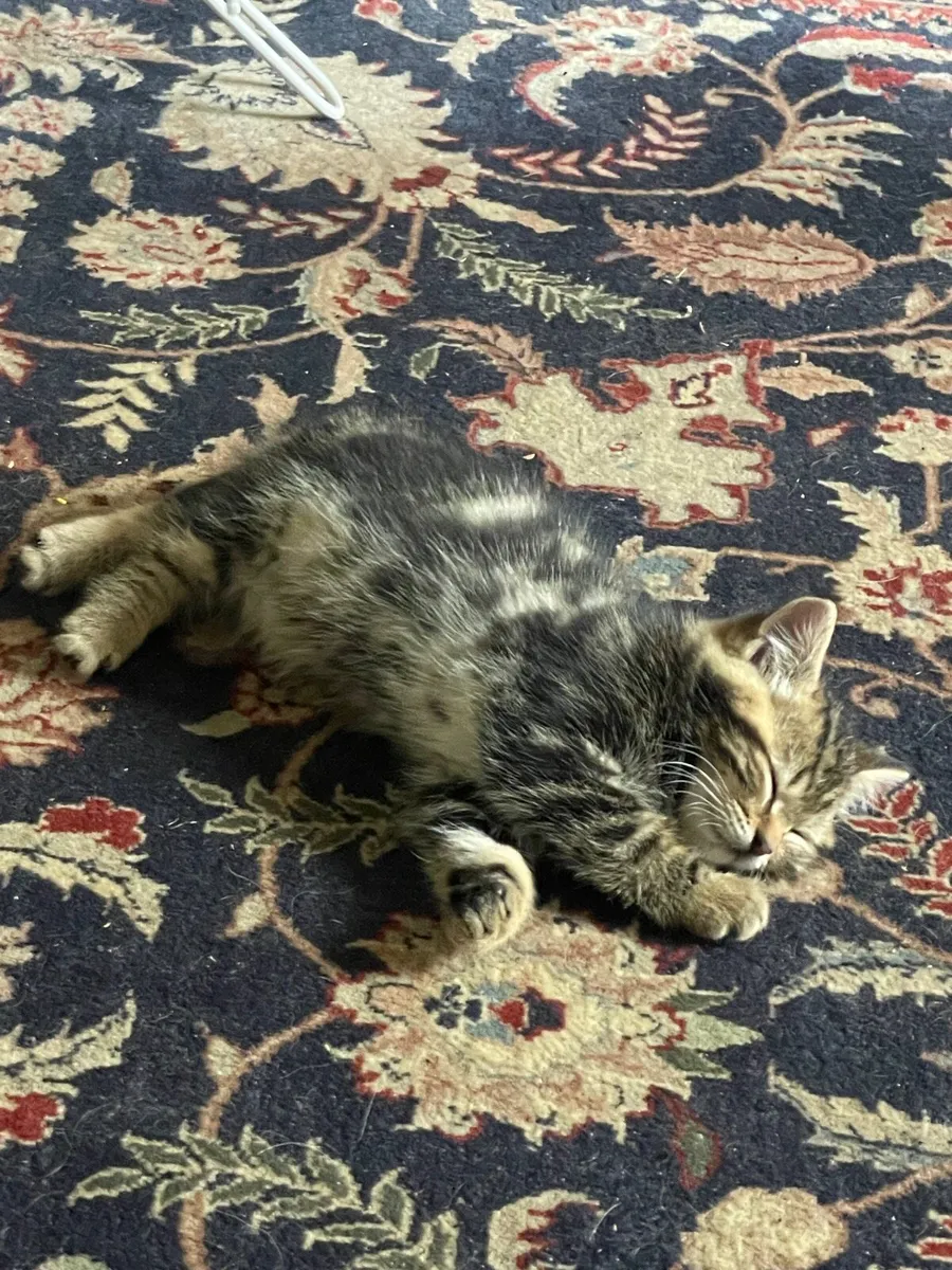 Siberian/Tabby kitten - Image 3