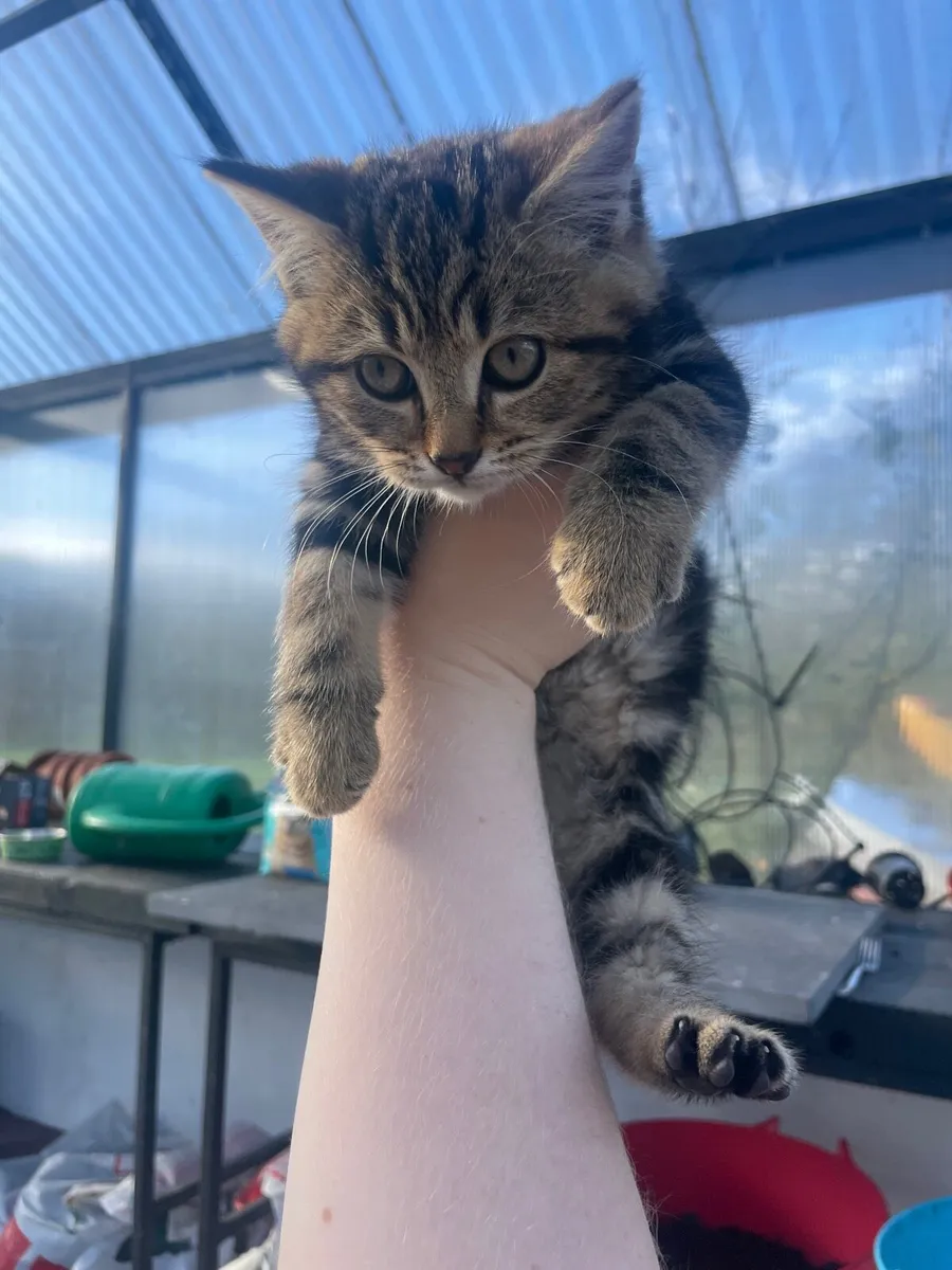 Siberian/Tabby kitten - Image 4