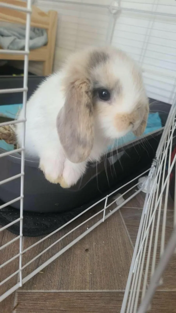 Full breed lop bunny female in limerick