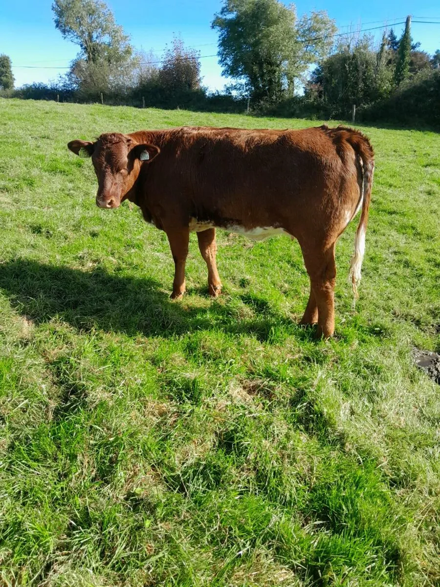 Weanling Heifers - Image 1