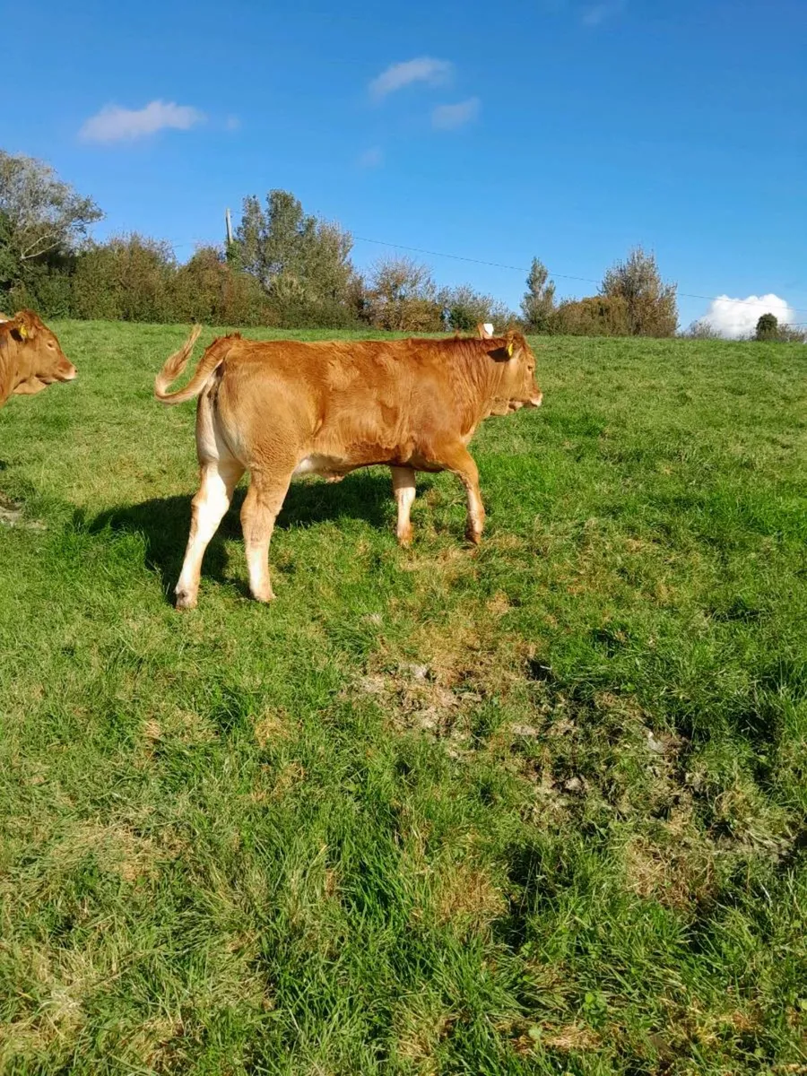 Weanling Heifers - Image 2