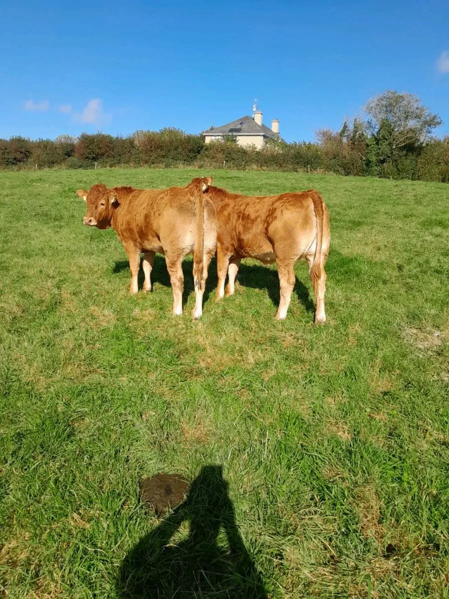 Weanling Heifers - Image 3