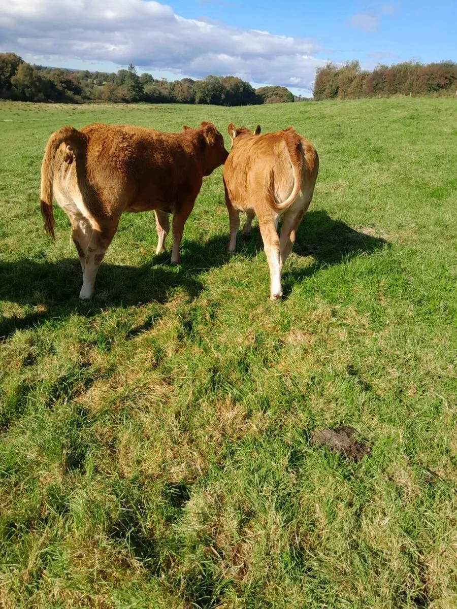 Weanling Heifers - Image 4