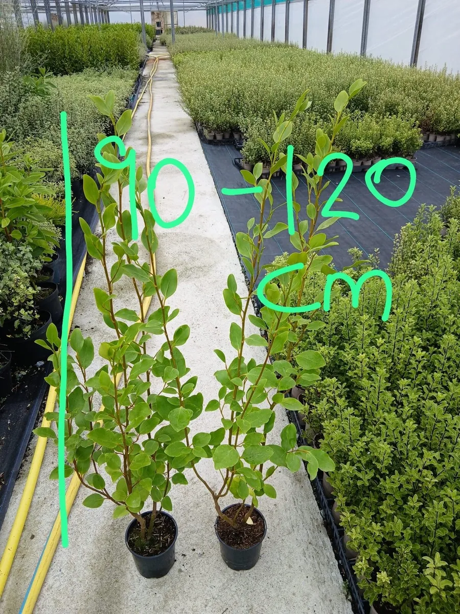 Griselinia hedging 3-4feet - Image 2