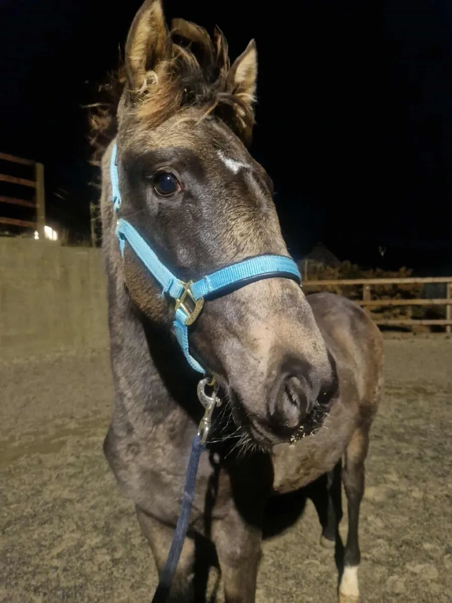 OPEN TO OFFERS - Buckskin with Dorsal Stripe - Image 1