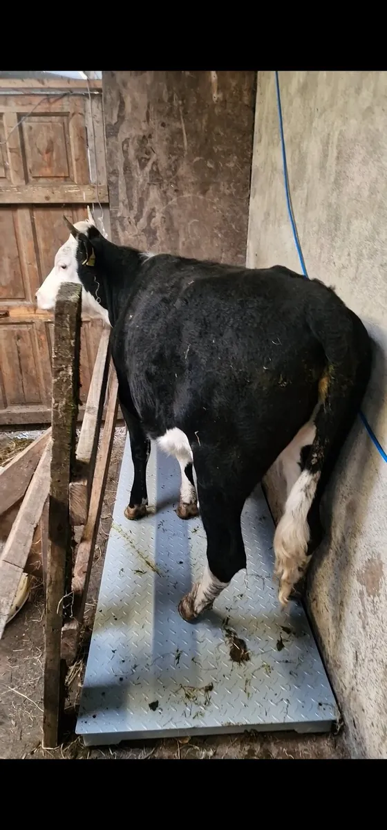 Cattle Scales - Image 2