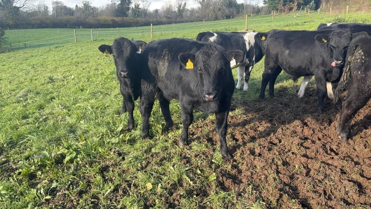 Angus bullocks/heifers - Image 3