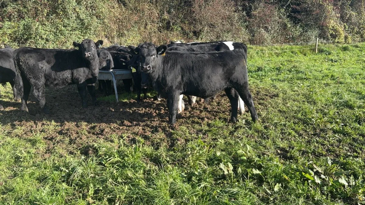 Angus bullocks/heifers - Image 2