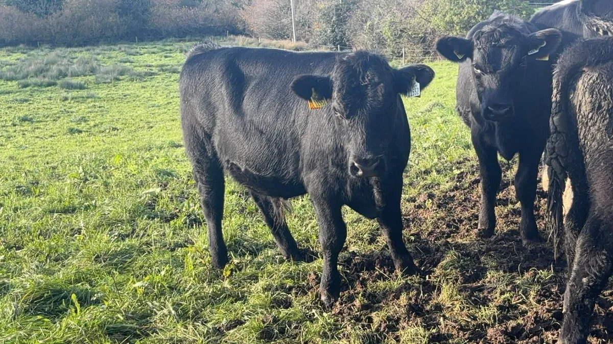 Angus bullocks/heifers - Image 1
