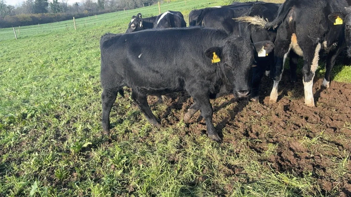 Angus bullocks/heifers - Image 4