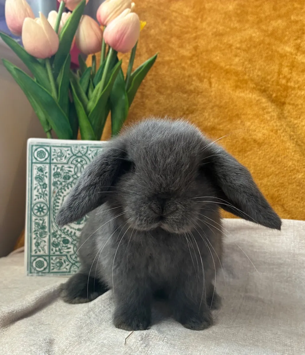 Mini Lop Rabbits - Image 2