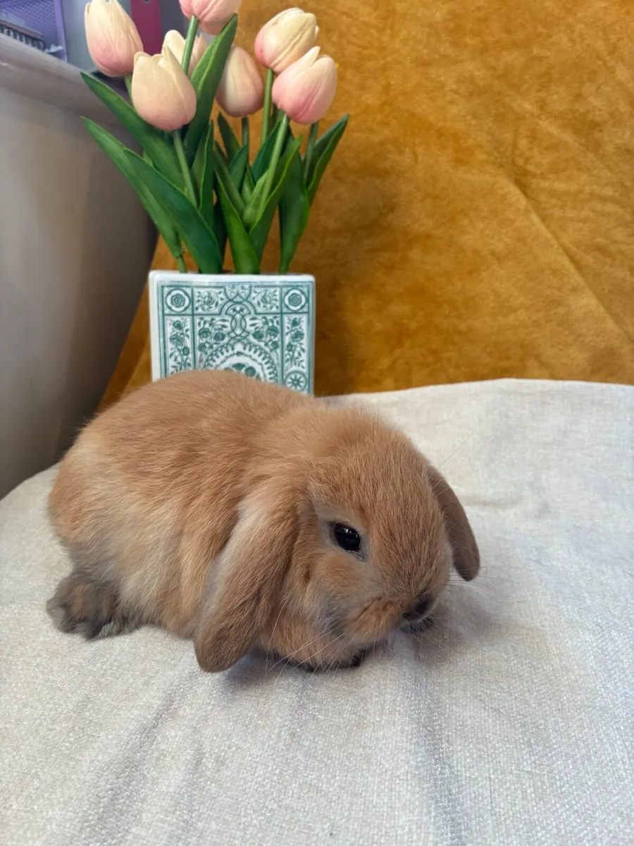 Mini Lop Rabbits - Image 3