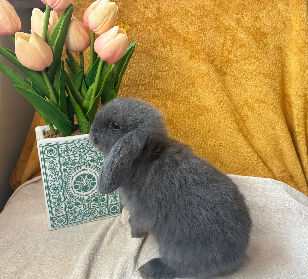 Mini Lop Rabbits - Image 4