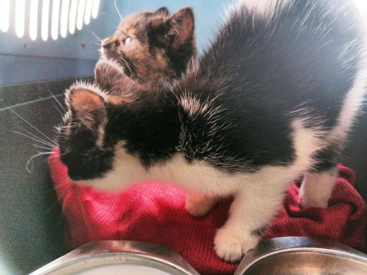 Kitten, free to good home - Image 4