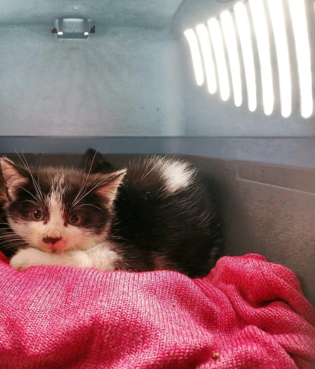 Kitten, free to good home - Image 2