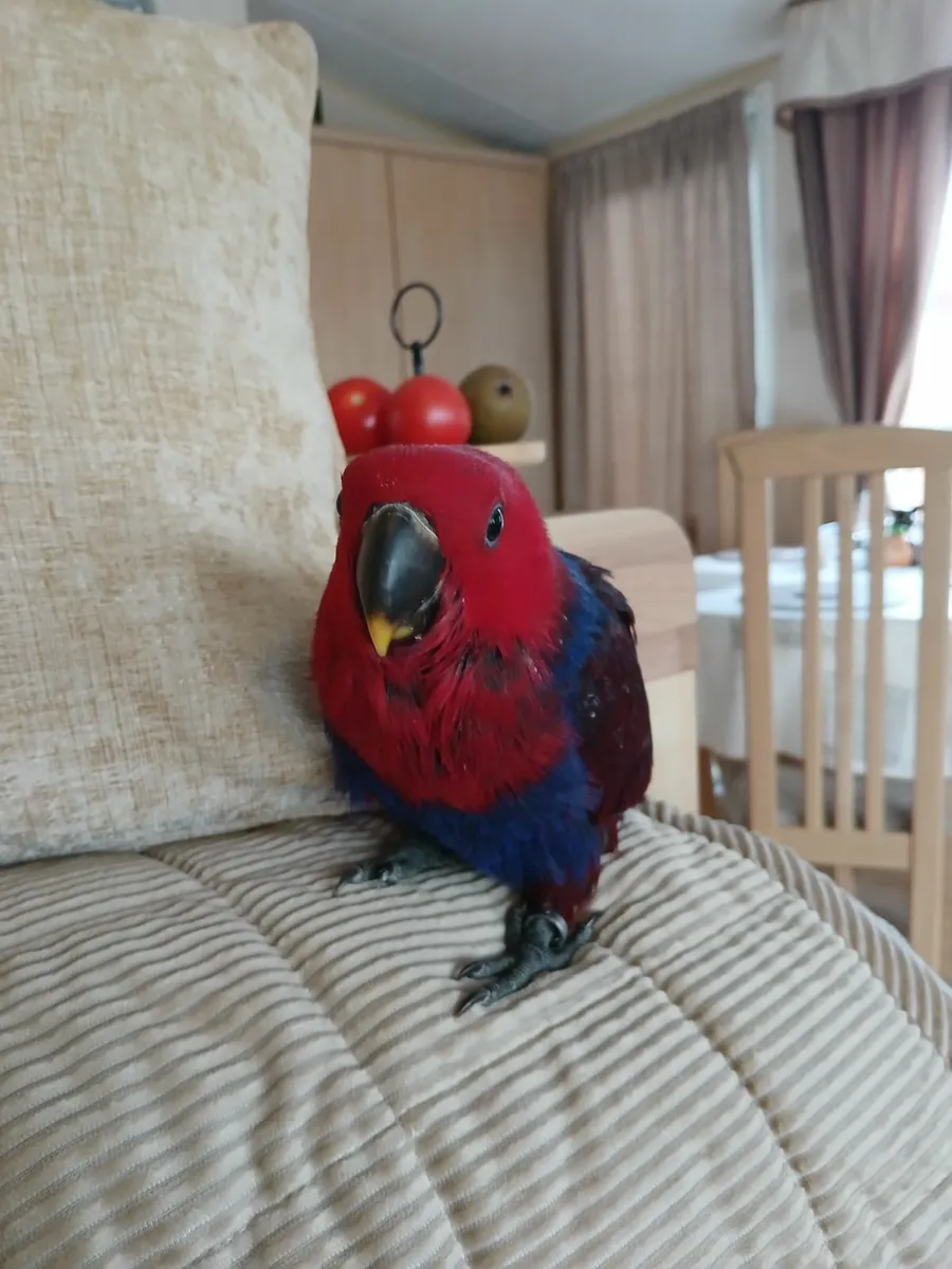 Birds hand-reared - Image 2