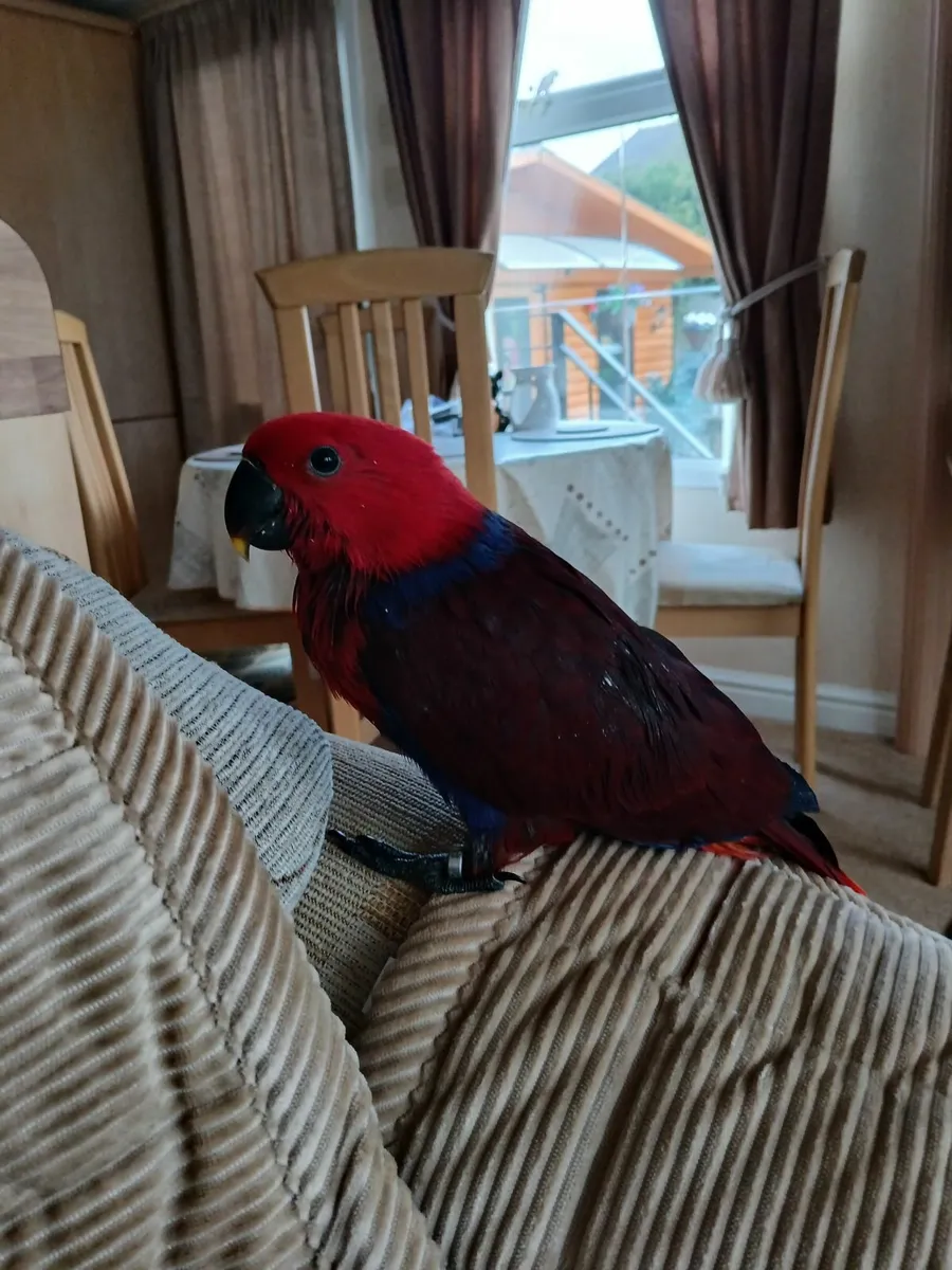 Birds hand-reared - Image 4