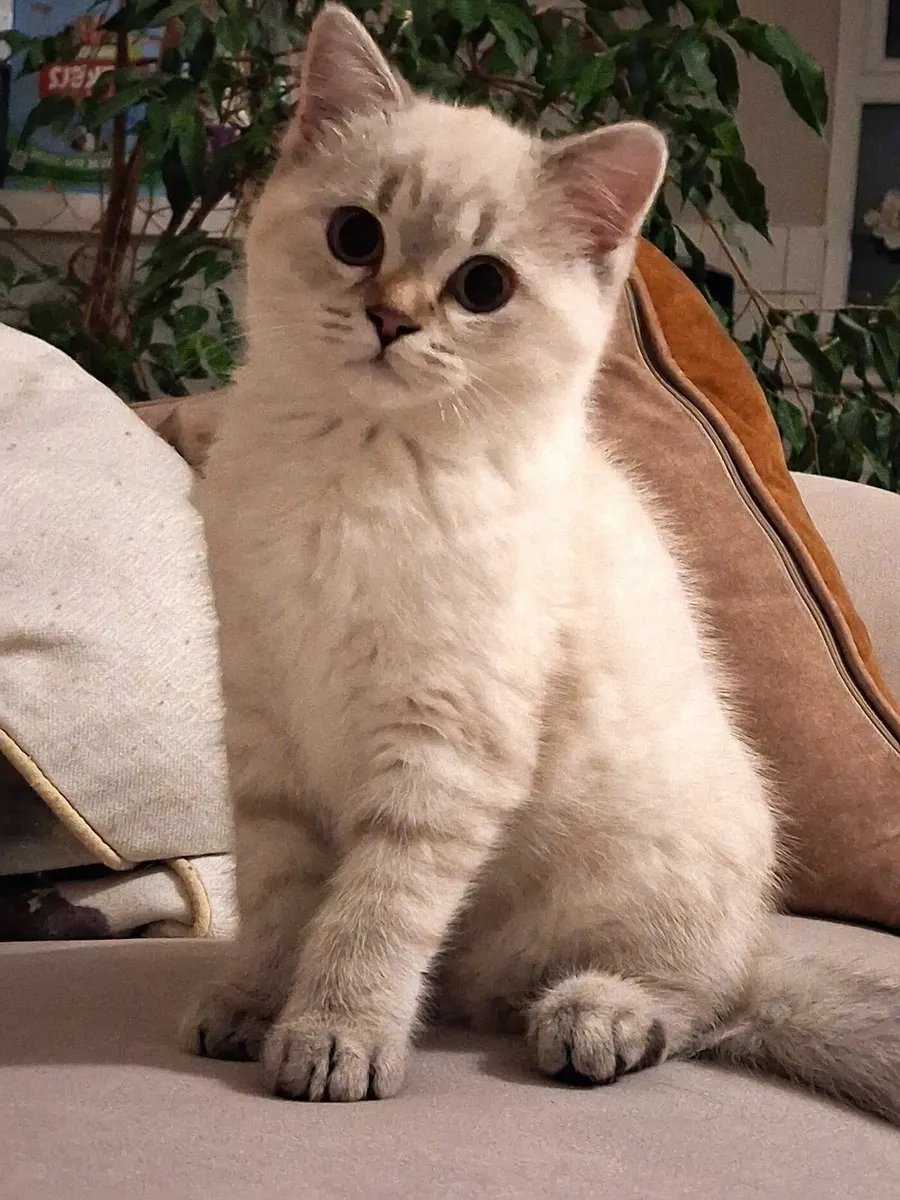 Gorgeous kittens - Image 4