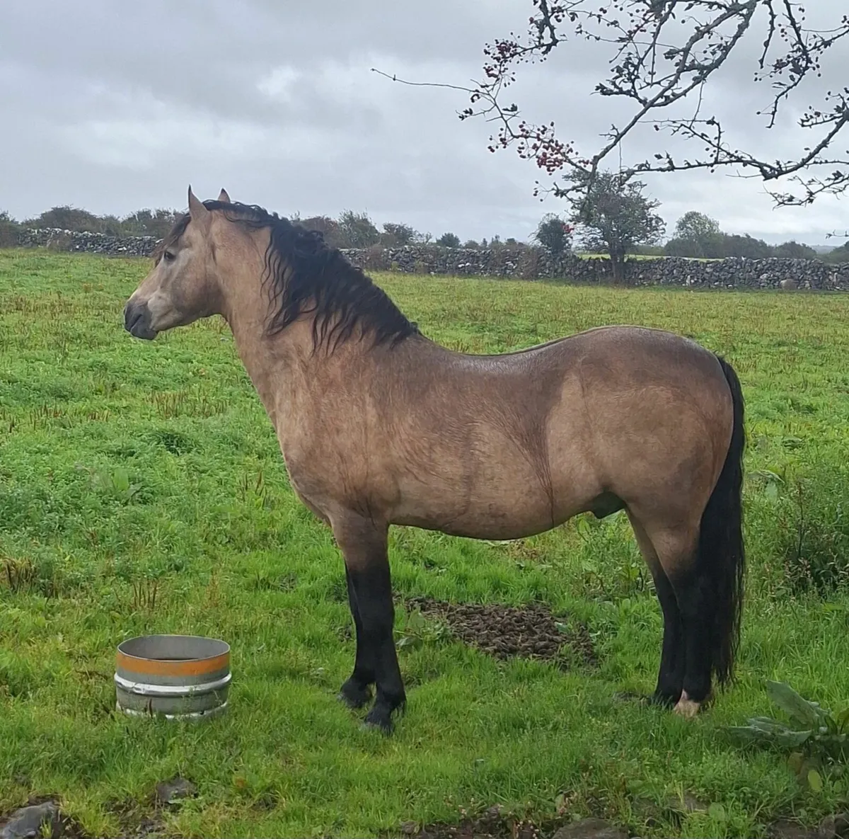 Connemara Colt Foal - Image 2