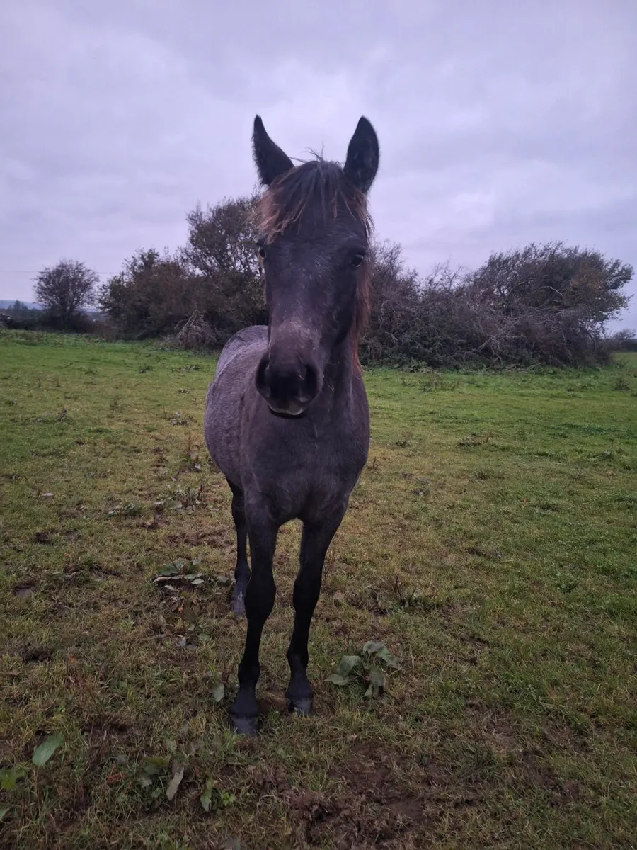 Connemara Colt Foal - Image 3