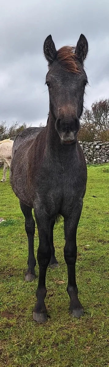 Connemara Colt Foal - Image 4