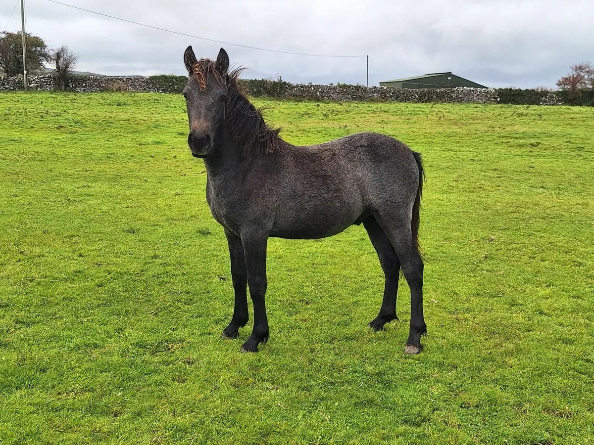 Connemara Colt Foal - Image 1